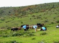 中国十大最美牧场，天山牧场上榜，第一是南方仅有的高山牧场