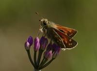 中国最常见的十大蝴蝶种类，眼蝶科上榜，第三是蝴蝶第二大分类
