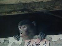 世上10道最残忍恶心的名菜 活吃章鱼和三吱儿上榜让人恶心