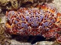 世界十大毒蟹：招潮蟹上榜，它被称为眼镜蛇蟹