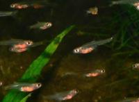 海洋里最小的十大动物排名：露比精灵灯排名第一，豆蟹第三