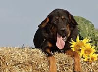 中国十大城市禁养犬，藏獒上榜，第二享有东方斗犬之王美誉