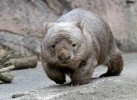 世界最笨的七大动物 国宝上榜，第一竟然是袋鼠