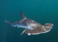 十种长相怪异的鲨鱼排行榜 长尾鲨上榜，第八被称为“海洋中的鳄鱼”