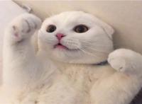 抖音十大宠物猫排行榜 瓜皮猫如其名就像西瓜纹路