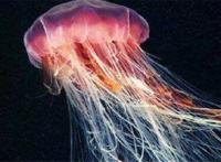 世界十大剧毒水母 澳洲方水母无疑上榜，你认识哪几个