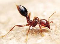 世界十大最强昆虫 蝗虫上榜，第三能自己转化电能