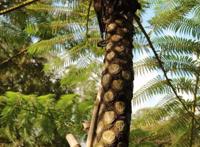 世界十大上濒临灭绝的植物 尸香魔芋上榜，第一名为笔筒树