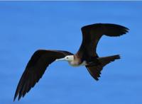 鸟类的飞行速度排名:军舰鸟以时速高达418公里排名第一