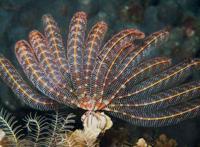 世界十大活化石动物 第一神似植物4.8亿年前已经出现