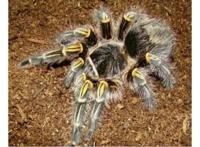 世界十大巨型蜘蛛 腿长就有30厘米，这些蜘蛛你见过吗