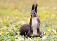 卫生又好养的小型宠物前十名 花栗鼠很是粘人第一容易饲养