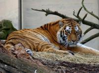 世界最著名十大动物园 赫尔辛基位列第一，中国无一上榜