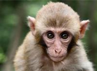 中国十大禁菜 三吱儿既恐怖又恶心