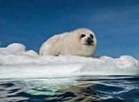 十大最可爱的海洋生物排名 白仅第四,第二是“海洋之舟”