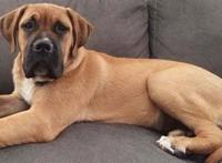 世界上十大最勇敢的狗狗 斗牛獒意志坚定勇敢而活跃