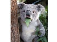 世界十大最可爱的动物 萌化你的心，个个都是小可爱