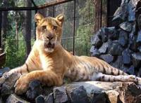 世界十大大型猫科动物 狮子仅第二第一是老虎狮子结合体