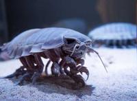 世界上十大最恐怖的动物 巨型等足虫易引起不适浑身发毛