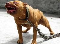 世界十大最凶猛狗 比特犬最凶猛，藏獒仅列第五