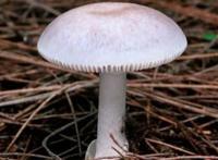 世界上最毒的十大蘑菇 鹿花菌上榜，第六我国很常见
