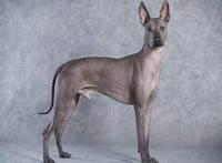 世界上十大最丑的狗 墨西哥无毛犬腿细短皮肤皱巴