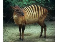 世界十大神奇动物 这些奇特的动物，你见过吗