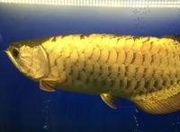 十大古老鱼：八目鳗上榜，它是淡水鱼