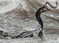 世界十大怪物 幽微有强烈的体臭，最后一个你知道吗