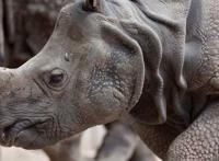 世界上十大珍稀动物:大熊猫只排第六，第一名几近灭绝