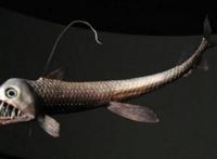 世界十大令人恐怖深海生物排行榜 鮟鱇上榜，第二被称为“食人魔鱼”