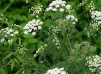 世界有毒十大植物 乌头又称毒药女王，鸡母珠三毫克就能致死