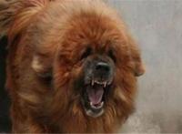 最凶悍的十大名犬：巴西非勒上榜，它是猛犬霸主