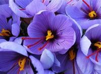 世界上最珍贵的花排行榜 世界上有哪些珍贵的花朵