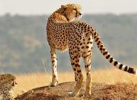 猫科动物速度排名:细腰猫第二 第一可达115公里每小时