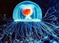 世界十大最长寿的海洋动物，灯塔水母排第一，第十被称为活化石