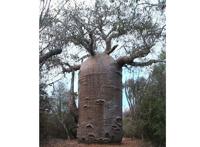 世界十大奇树 样貌奇特，生命力更顽强