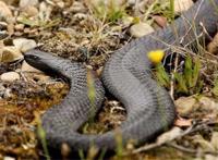 世界十大毒蛇 非洲树蛇外形很惊艳，第五0.02毫克便会致命