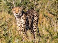 世界十大速度最快的动物，羚羊上榜多种，第六是南非的国兽