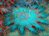 世界十大有毒鱼类 河豚仅第八第一的被称为“吸血鬼鱼”