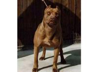 世界十大强悍的狗狗 藏獒仅列第五，第一外号战神