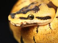 国内十大常见的无毒蛇 乌梢蛇上榜,第一性格好