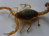 世界十大毒蝎 黄肥尾蝎生性残暴，巴勒斯坦毒蝎千万不要惹