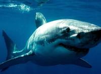 世界最凶猛鲨鱼排行前十，噬人鲨上榜，第四是世界上最大的鱼类
