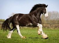 世界十大重型马 夏尔马身高超2米体重一千公斤超惊人