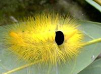 最恶心的十大昆虫：第一名大概是在挑战人的忍耐极限！