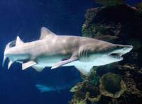 世界十大最厉害的鲨鱼 虎鲨位列榜首，达摩鲨上榜