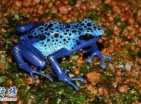 世界十大最毒的动物排行榜:疟蚊第3 第1能毒死两万只老鼠