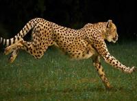 世界十大最快的动物 猎豹登顶袋鼠跳跃奔跑方式特殊