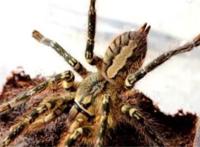 世界十大蜘蛛 六眼沙蛛上榜，智利红玫瑰很适合家养